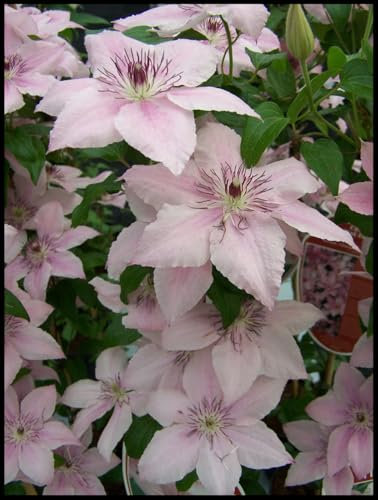 Blumenzwiebel Mix, Winterhart pflanzen, Mehrjährige Blumenzwiebel ist winterhart, Winterhart zwiebeln, Mysteriöse magische Glühbirne-4 Clematis Winterhart Mehrjährig