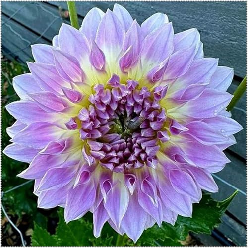 Rizoma de dalias + Dalias ubérculos resistentes -Adaptables a suelos pobres y climas secos - Ideal para plantar -2Tubérculos-G