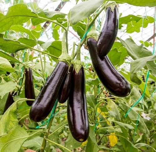 100 semi di melanzana nera