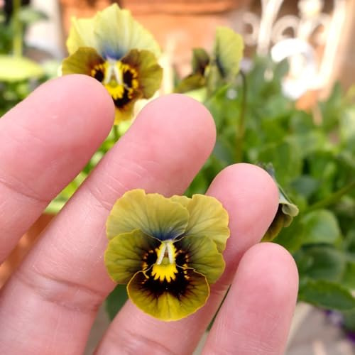 viola cornuta, semi di viola cornuta giardino, balcone Decorazioni giardino per esterni semi di tappezzanti resistenti al 550semi