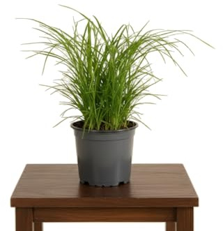 Cyperus Alternifolius Zumula - Pasto para Gatos DECOALIVE, Maceta de 12 cm, Altura 25 cm, Planta Verde para Decoración Natural