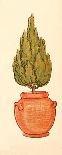 Posterazzi Language of Flowers 1884 Ornamental conifer Poster Print by Kate Greenaway, (18 x 24)
