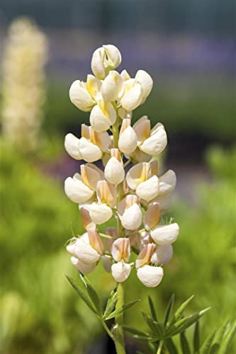Lupinus polyphyllus 'Kronleuchter' 11x11 cm Topf – Winterhart, Mehrjährig, Pflegeleicht – Lupine – Staude für Beet & Garten