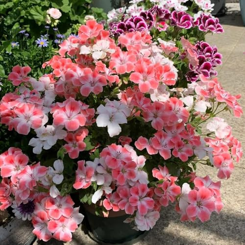 160 pezzi semi di geranio - semi da balcone balcone di perenne resistenti che coprono il suolo prato