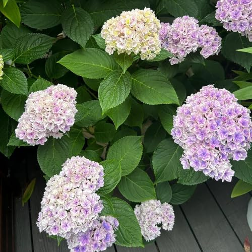 semillas resistentes de hortensias - afuera hortensia de balcón, perennes silvestres 100pcs