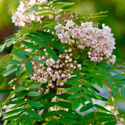 eberesche kräutersamen bonsaibaum obstbaum blumengarten gewächshaus balkon exotische zimmerpflanzen säulenobst bonsai bäumchen kaufen pflanzensamen stauden winterhart mehrjährig 30samen