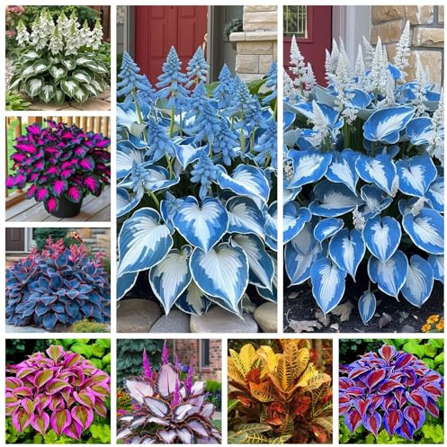Bulbi di Hosta | Eleganti,Sottili,Delicati, Compatti, Robusti, Arieggiati-10 Bulbi-E