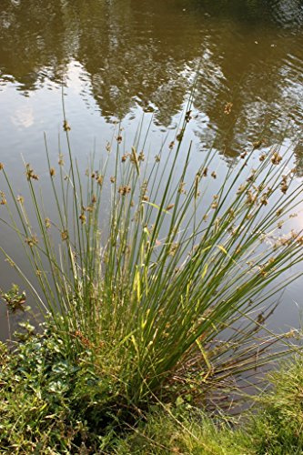 2er-Set - winterhart! - Juncus effusus - Flatterbinse - Wasserpflanzen Wolff