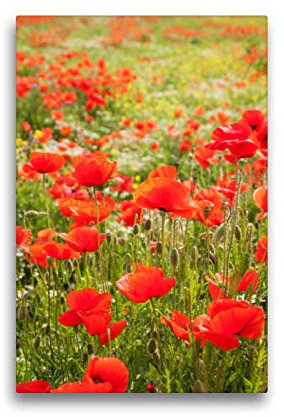 Premium Textil-Leinwand 30 x 45 cm Hoch-Format Traumhafte Mohnblumen | Wandbild, HD-Bild auf Keilrahmen, Fertigbild auf hochwertigem Vlies, Leinwanddruck von Gaby Wojciech