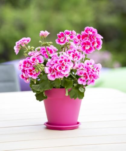 Pink Geranium Seeds for Planting, 2 Pack of 20 Seeds, Indoor or Outdoor Garden Flowers Limited Supply Order Now!