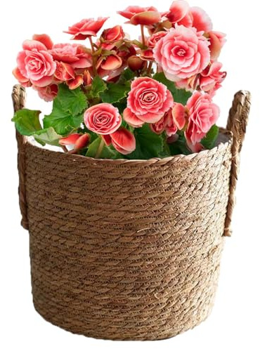 Cesta para plantas, macetas tejidas a mano, macetas de hierba marina, maceta decorativa a prueba de fugas para hojas de violín, higuera, serpiente, flores