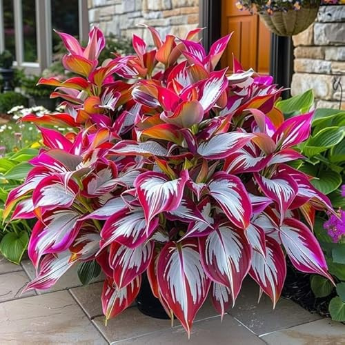 Eleganza Hosta Bulbi, piante erbacee perenni, Hosta Bulbi grande, Ambiente paesaggistico, Hosta in vaso, profumate, pianta Hosta(Non artificiali)-4 Bulbi-I
