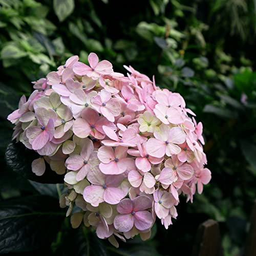 Hydrangea macrophylla Plant 'Bouquet Rose' Deciduous Hardy Shrub Mophead Lilac-Pink Blooms Easy to Grow Flowers 3.6-Litre Potted Plants by Thompson and Morgan