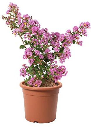 KENTIS - Lagerstroemia Indica Lila mit Jutedekoration für Vase - Blühende Plfanzen - Echte Pflanzen für Garten - Balkon Pflanze - Heckenpflanze – Hoch 60-80 cm Topf Ø 24 cm