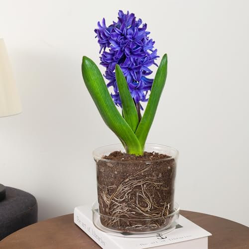 MIBUNG Maceta de cristal con agujeros de drenaje y bandeja, maceta transparente para interiores y exteriores, decorativa y moderna para todas las plantas de casa, transparente para visibilidad de