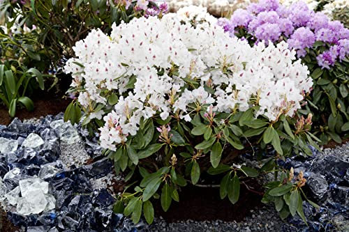 Rhododendron Hybride Madame Masson 60-70 cm immergrün winterhart