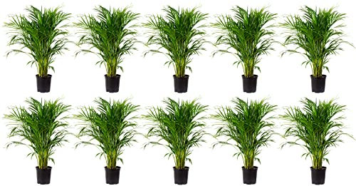 10er-Set Goldfruchtpalme - echte Zimmerpflanze, Areca Dypsis Lutescens - Höhe ca. 100 cm, Topf-Ø 21 cm