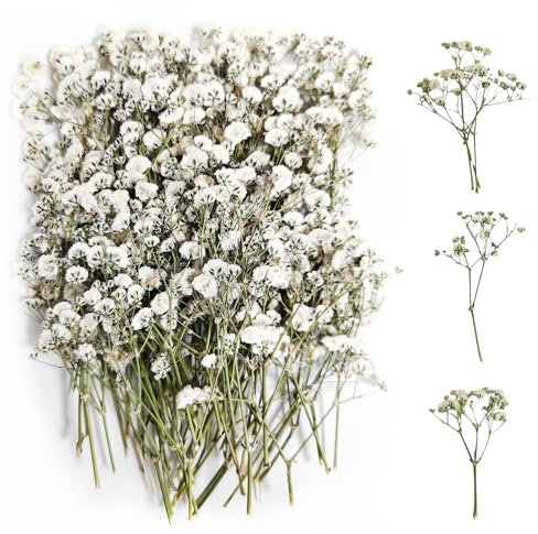 100 Pièces Gypsophile Séché（Blanc） Gypsophile Fleurs Séchées Bouquet Fleurs Séchées Fleur Sechees Decoration Fleurs Sechees Naturelles Fleurs Sechees pour Bricolage Bougie Résine Nail Art Bijoux