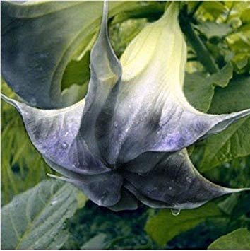 Semi: 10 grani Angelo Brugmansia parfumée LMS Giardino