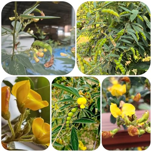 semi di fagiolo selvatico biologici resistenti fagiolini da giardino resistenti perenni per il giardino da appartamento esotiche vecchie varietà 10pcs