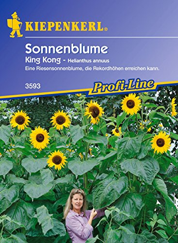 Sonnenblume King Kong - 1 Packung