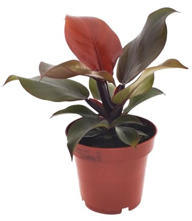 Filodendro rosso imperiale - 25cm - Ø12cm - Pianta d'appartamento - Sempreverde