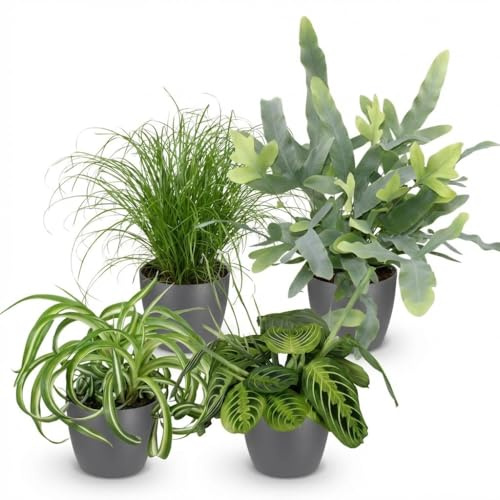 Green boutiQ - Plante d'intérieur - Chlorophytum - Cyperus - Phlebodium - Marantha - Mix de 4 - Plantes Amicales pour Animaux - Vert - 4 Plantes - avec Pot Gris - Pot 12cm - Hauteur 25cm