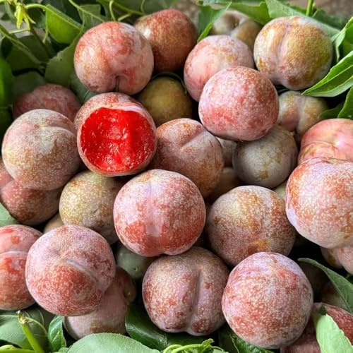 semi di susino raro frutto colonnare da frutto colonnari da per giardinieri balcone nani, resistenti comprare vecchie varietà esotico semi di 20pcs