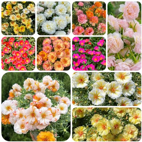 rosa Portulaca en decoración de sala de estar interior exóticas Cubresuelos resistentes invernadero interior 550Semillas