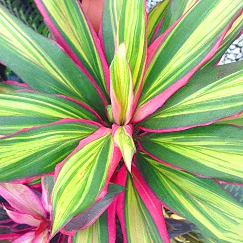 Cordyline Kiwi | Bunte Keulenlilie | Zimmerpflanze 30-40 cm mit Topf