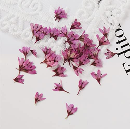 Crysdaralovebi 120 Stück gepresste getrocknete Chloris virgata SW Blume Pflanze Herbarium für Nagelkunst Schmuck Lesezeichen Handyhülle Einladungskarte DIY (Rose Red)