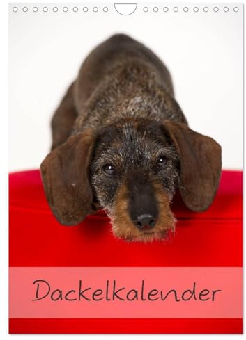Dackel (Wandkalender 2026 DIN A4 hoch), CALVENDO Monatskalender: 13 schöne Dackelmotive für das ganze Jahr (CALVENDO Tiere)