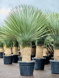 Yucca Rostrata V40 – foto reale, Resistente e Scultorea H80cm