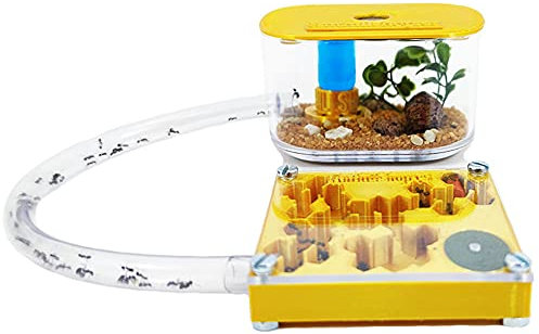3D Ameisenfarm 7x7 cm mit Deckel | Schaumstoff-Feuchtigkeitssystem | Free Ameisen enthalten
