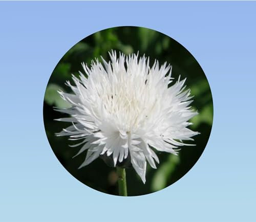 250 graines de centaurée des champs snowman (bleuet blanc) - centaurea cyanus - fleur sauvage blanche pure pour bouquets - annuelle