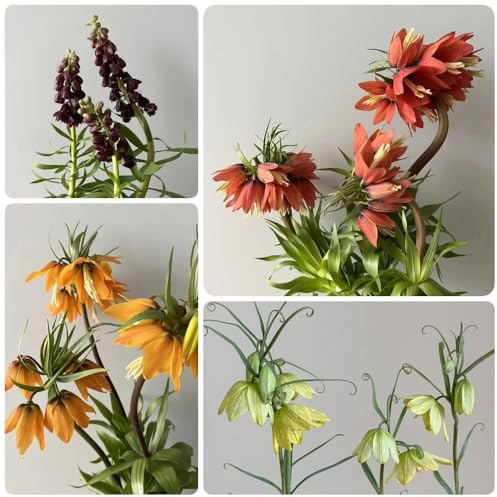 Bulbi di Crown Imperial, Bulbi di Fritillaria, bulbi di copertura del terreno rare giardino farfalle bulbi di da balcone resistenti 6pcs
