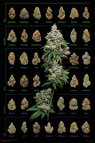 Close Up Cannabis Poster Dank Nugs Marihuana-Sorten (61cm x 91,5cm) + Ü-Poster