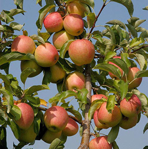 Apfelbaum Pinova 60-80cm - süßsäuerlich und fest - lebende Gartenpflanze aus den Baumschulen