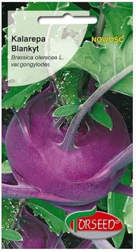 Verdica Blue Velvet Kohlrabi Brassica oleracea var. gongylodes Samen – Frühe Reife, Zarte 7-8 cm Knollen, Ideal für ganzjähriges Pflanzen, Perfekt für Roh- & Kochgerichte (1 Gramm)