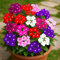 50 semillas para sembrar - El ático de abundancia - Verbena híbrida Variada - Verbena hybrida