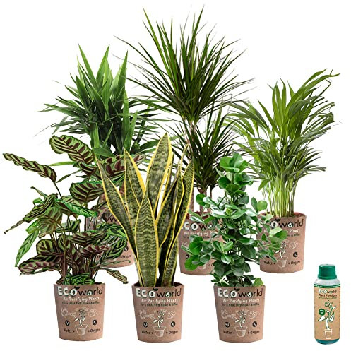 vdvelde.com - Ecoworld Urban Jungle Grünpflanzen Echt Wenig Licht Benötigt - 6er Set Pflegeleichte Zimmerpflanzen aus eigenen Gärtnerei im Öko-Töpfe und Zimmerpflanze Dünger - Topf Ø12 / Höhe 40 cm