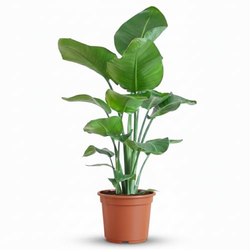 Green boutiQ - Plante d'intérieur - Oiseau de paradis - Strelitzia Nicolai - Vert - Entretien facile - 1 Plante - Pot 19cm - Hauteur 80-90cm