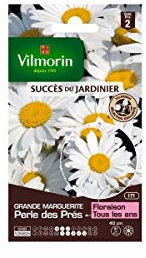 Vilmorin - Sachet graines Grande marguerite Perle des Prés
