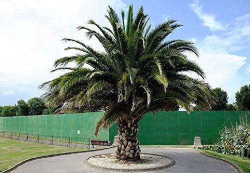 Phoenix canariensis Canary Island Date Palm Seeds 10