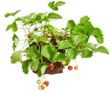 Fresa | DECOALIVE | Fragaria | Fresón | Planta de Interior y Exterior | Planta Natural
