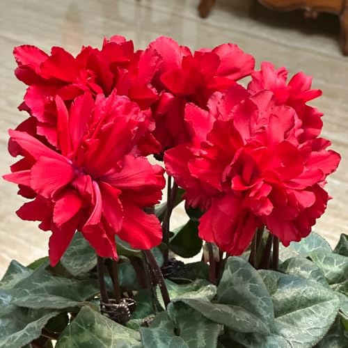semi di ciclamino estivi semi di selvatici perenni resistenti serre da balcone da balcone esotico per gli amanti del giardino organico decorazioni 30pcs