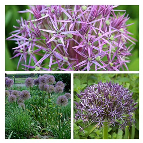 Allium Christophii x 10 Flower Bulbs Size 10/12 Beautiful Spring Pinkish-Purple Flowers. Easy to Grow