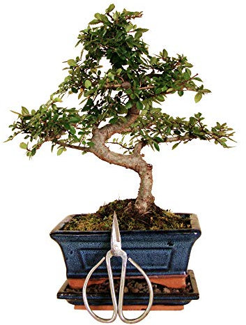 Genki-Bonsai Starterset Chinesische Ulme ca. 30 cm – 3-teiliges Bonsai Komplettset mit Schere & Untersetzer – pflegeleichter Indoor-Zimmerbonsai für Anfänger & Fortgeschrittene