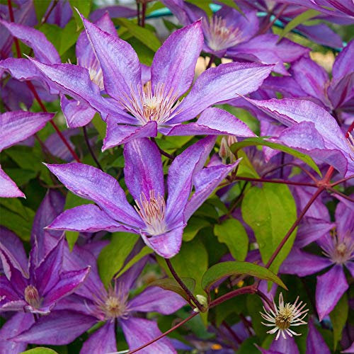 Clematis 'Bagatelle'(=Dorothy Walton) - Waldrebe 50-60 cm Pflanzcontainer