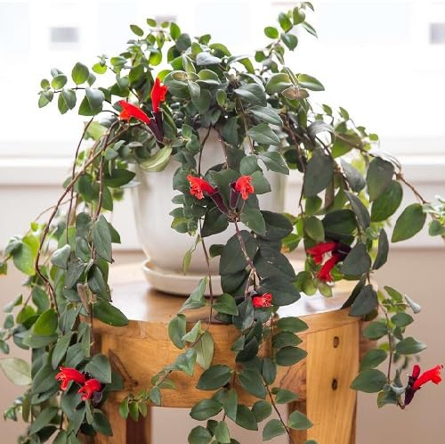 100 semi di Aeschynanthus rossi